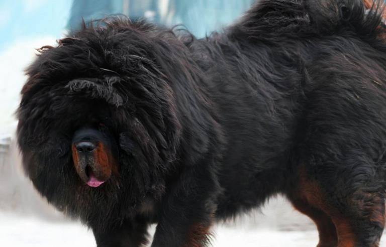 藏獒论坛，探索中国高原犬种的神秘世界藏獒论坛板块