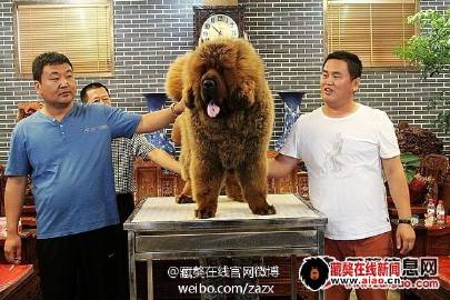 藏獒在线论坛，爱犬之友的交流圣地藏獒论坛板块