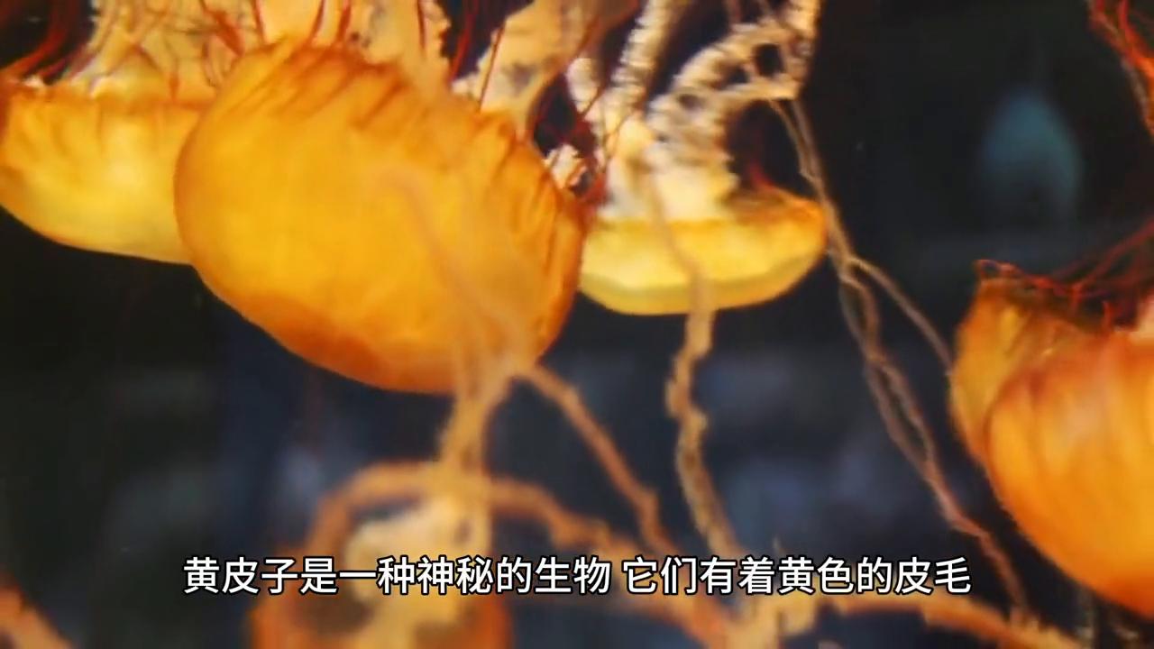 揭秘黄大仙一肖，传统信仰与现代生活的交融黄大仙精选一码一肖