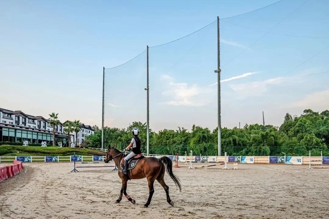 2019香港马会资料大全，免费资源与精彩赛事概览香港2021年马会资料大全