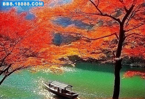 探索红叶高手联盟心水论坛，一个热爱与智慧交织的在线社区图片红叶高手心水508555