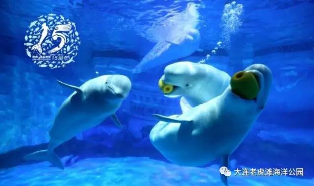 白鲸港湾，新朋友们的温馨驿站大洋岛娱乐论坛官网