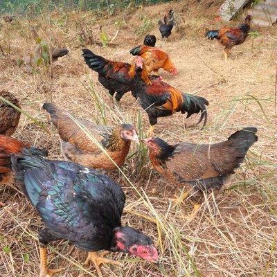 广西的狼论坛，探索地方文化与野性魅力的交汇点广西狼权威精英论坛