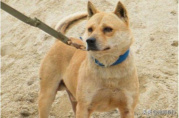 广西的狼论坛，探索地方文化与野性魅力的交汇广西狼统计论坛